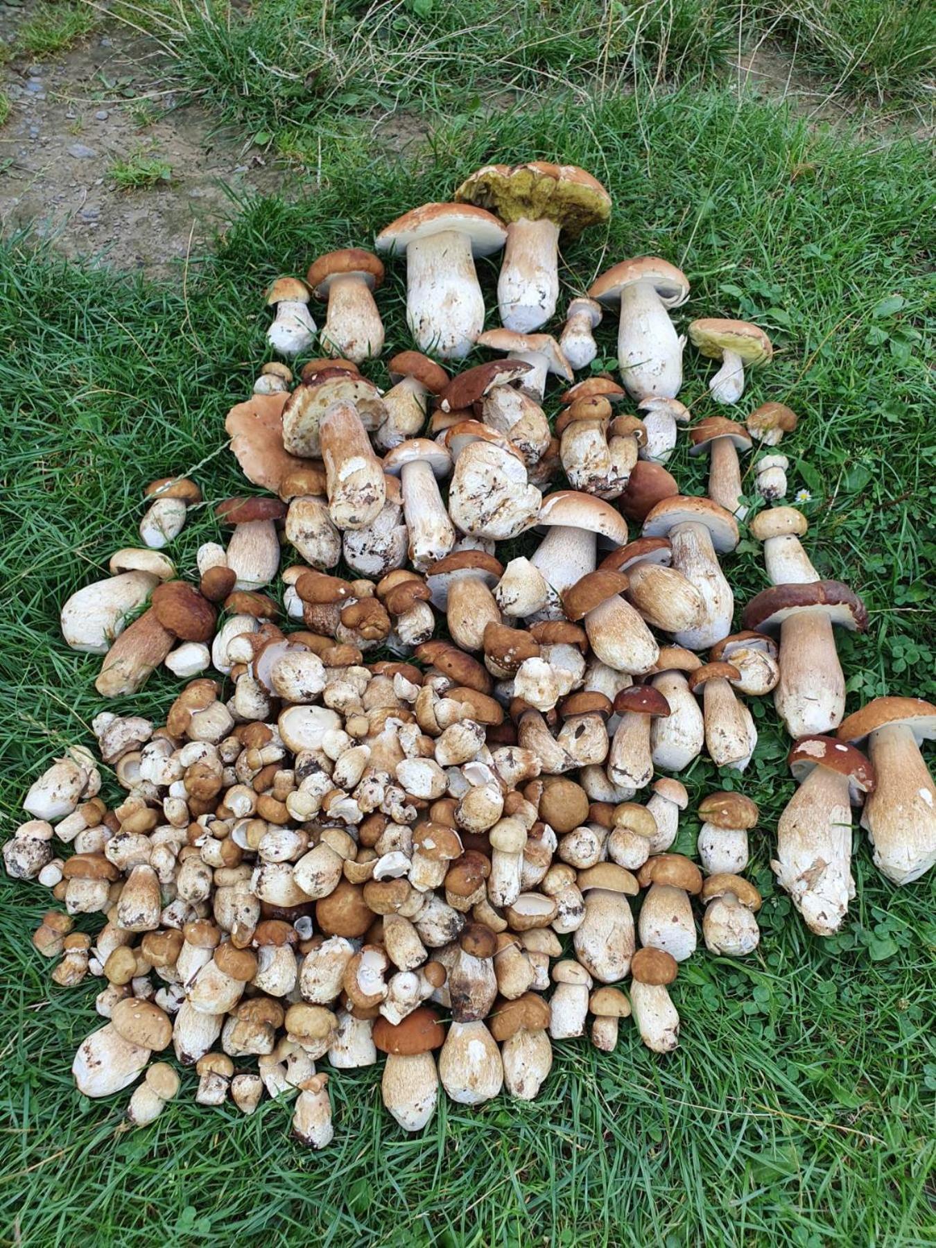 Садиба Кичера Petrashi Cameră foto
